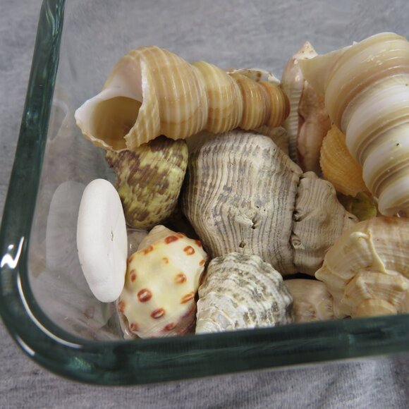 REAL Sea Shells in a Glass Square Vase and sand #7 - Picture 5 of 10